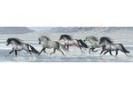 Pixelhobby paarden aan het strand 12 basisplaten. Het Kralendorp ...
